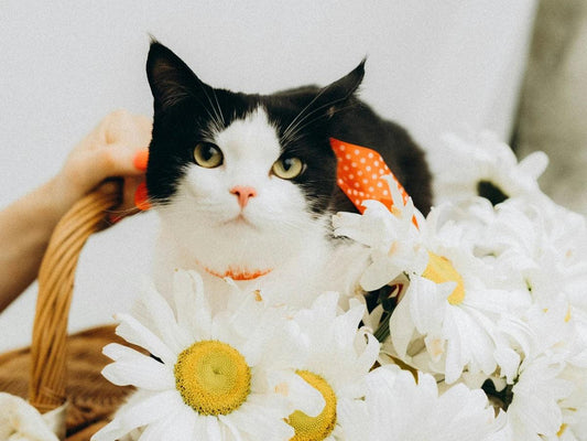 Cat safe flowers arrangement on table