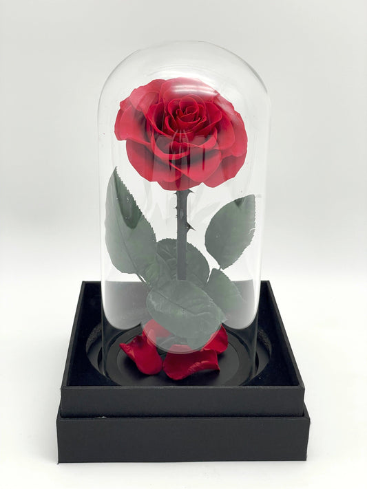 Beautiful long stem forever roses in vase