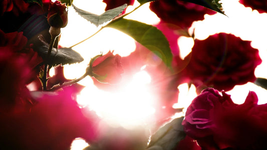 Why are Red Roses Considered Romantic?