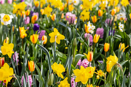 march birth flower featuring daffodils and cherry blossoms