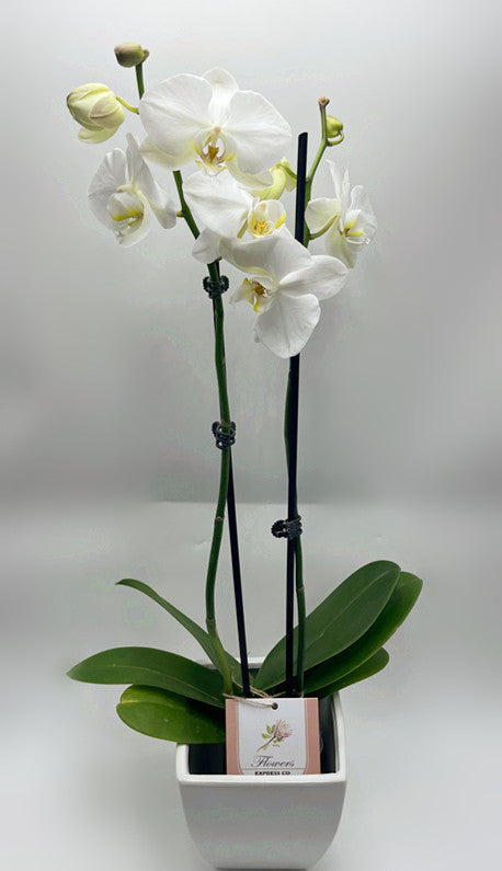 Phalaenopsis Orchid Large - White