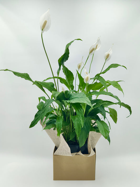 A large pot of peace lilies arranged in a brown paper box by Flowers Express Co's florist in Melbourne.