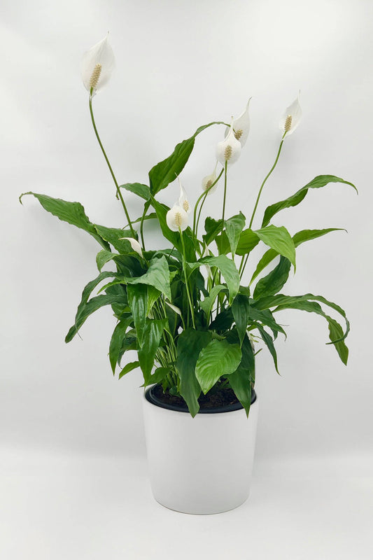 Stunning Peace Lily Large Pot in Melbourne, ideal for gift and decorating, and same-day delivery is available.