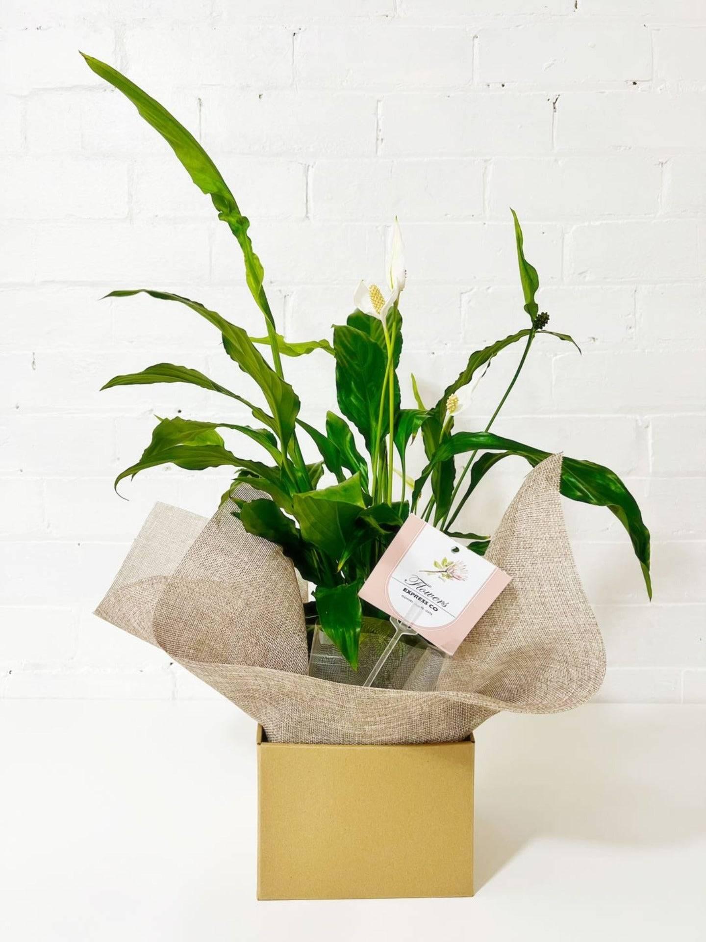 peace lily sympathy gift Medium Peace Lily: Heartwarming Sympathy Gift for Melbourne Delivery
