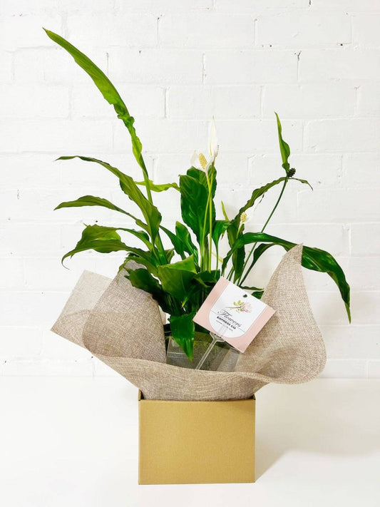 A pot of peace lily, wrapped in jute paper and placed in a kraft box. Available in Melbourne.