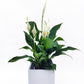 Peace lily with opened white flowers and placed inside a white ceramic pot, arranged by a florist from Flowers Express Co in Melbourne.