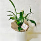 A peace lily, wrapped in brown jute and placed in a white pot. Available in Melbourne.