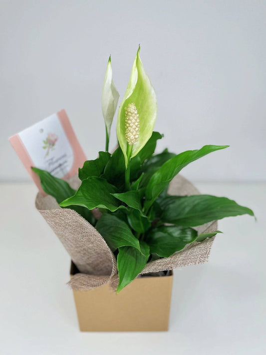 A small peace lily, wrapped in jute and placed in a kraft box. Delivery in Melbourne.