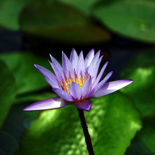 10 Rare Flowers-Blue Star Water Lily