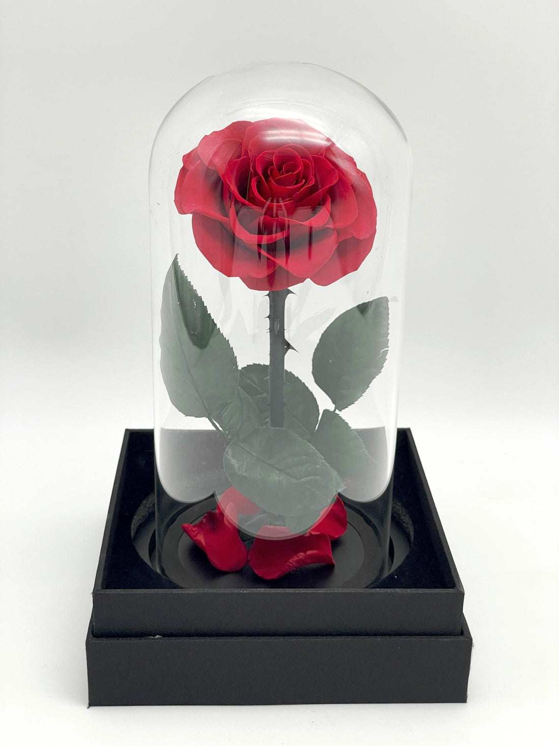 Beautiful long stem forever roses in vase