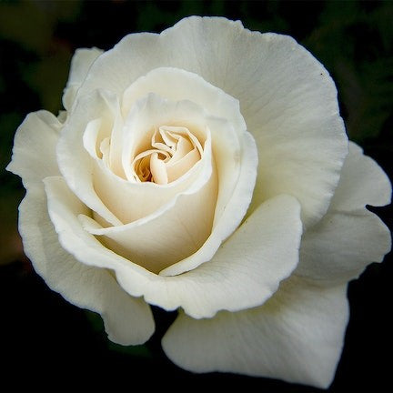 Sympathy Flowers & Gifts | Same-Day Delivery Melbourne