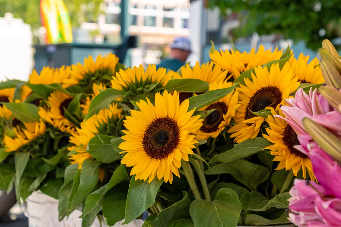 10 Pet-Safe Flowers That Are Non-Toxic to Cats and Dogs