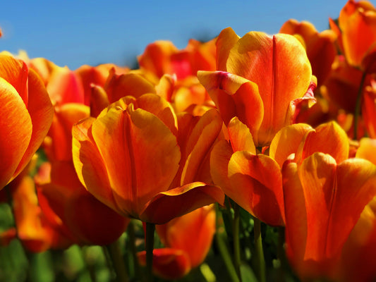 Exploring the emotional depth behind orange flower meaning.