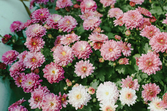 Discover Beautiful Flower Delivery South Yarra Options