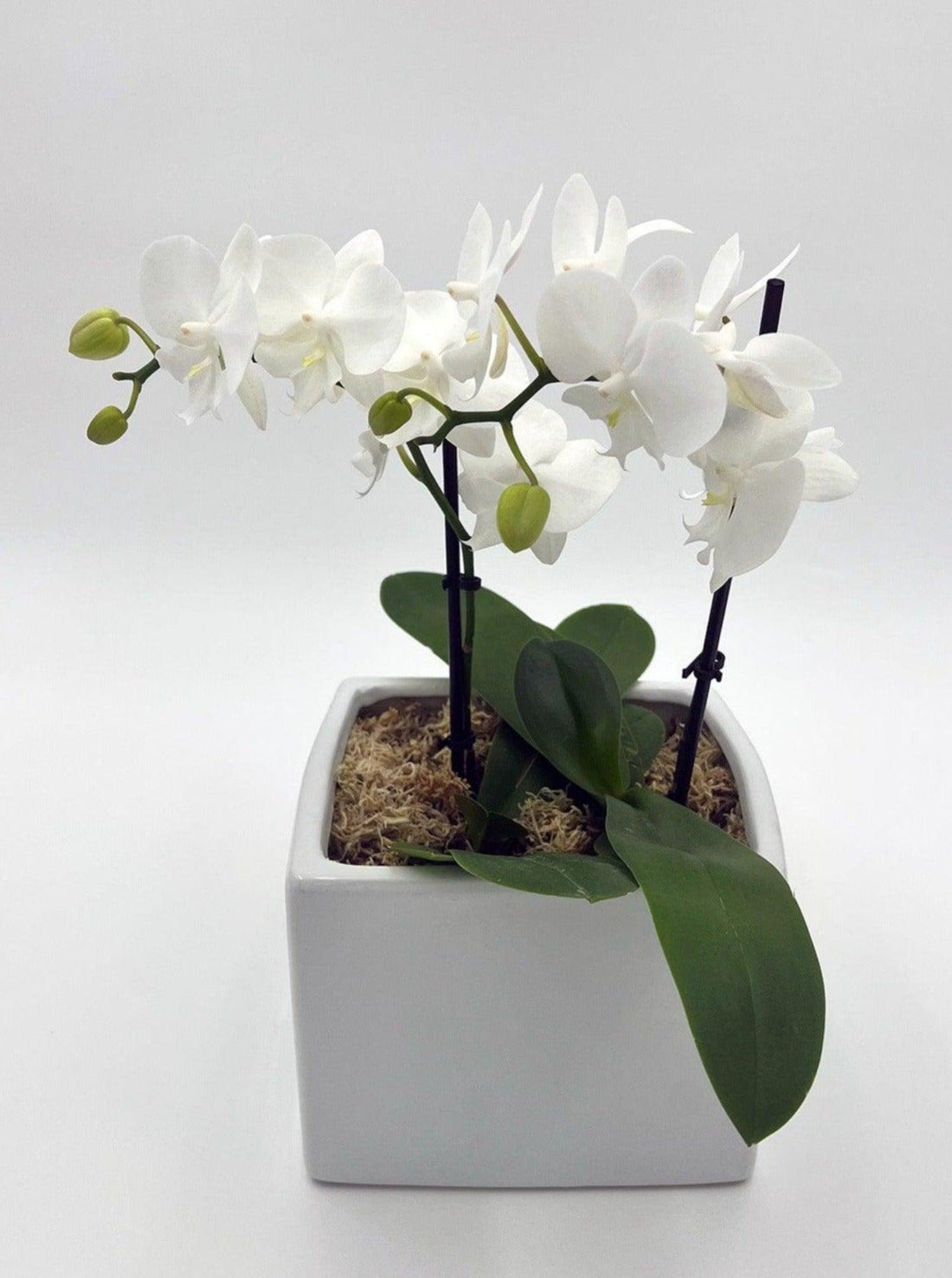 Stunning White Flower Varieties for Your Bouquet