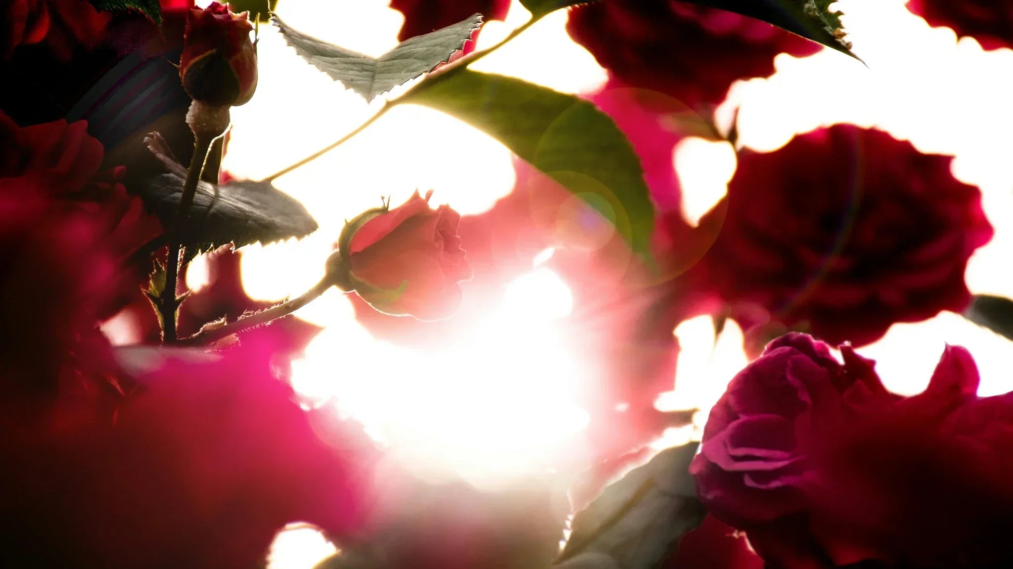 Why Red Roses Symbolize Romance - Flower Express Co