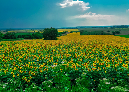 Explore the Profound Sunflower Symbolism Today