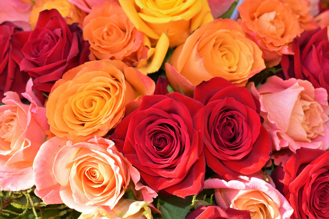 Everlasting Roses | Express Your Love all Year Through