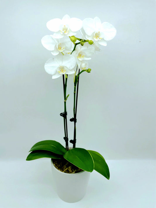 Phalaenopsis Orchid Medium - White