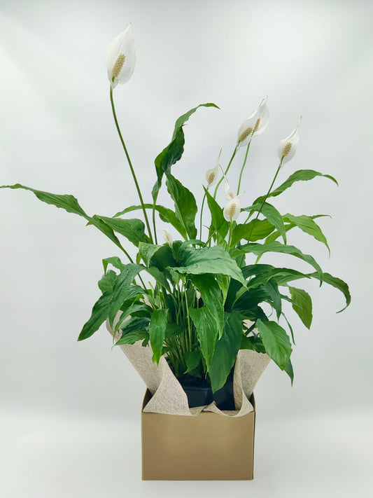 Flower Delivery Melbourne -Same Day Delivery Online Melbourne Florist  -Peace Lily Large- Flowers Express CO