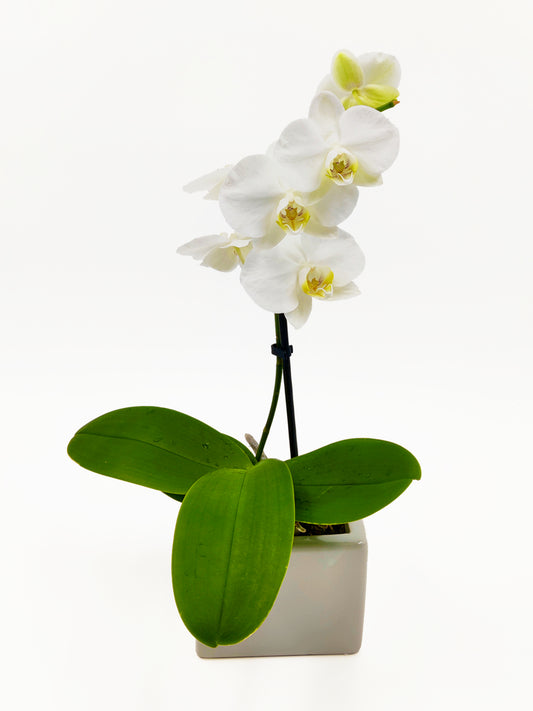 A white phalaenopsis orchid plant in a white porcelain pot by Flowers Express Co florists.