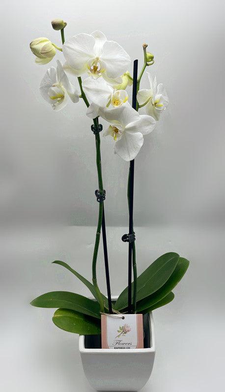 Flower Delivery Melbourne -Same Day Delivery Online Melbourne Florist  -Phalaenopsis Orchid Medium- Flowers Express CO