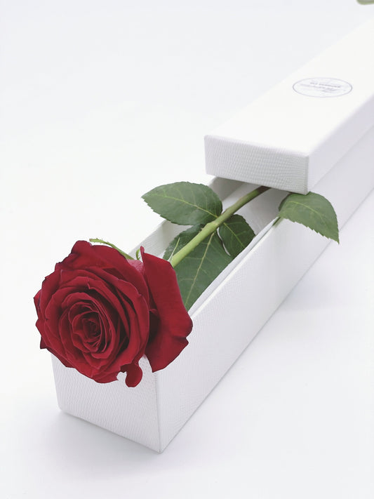 The image portrays an exquisite gift presentation, with a blooming red rose elegantly placed in a luxurious white box, shot by Flowers Express Co in Melbourne.