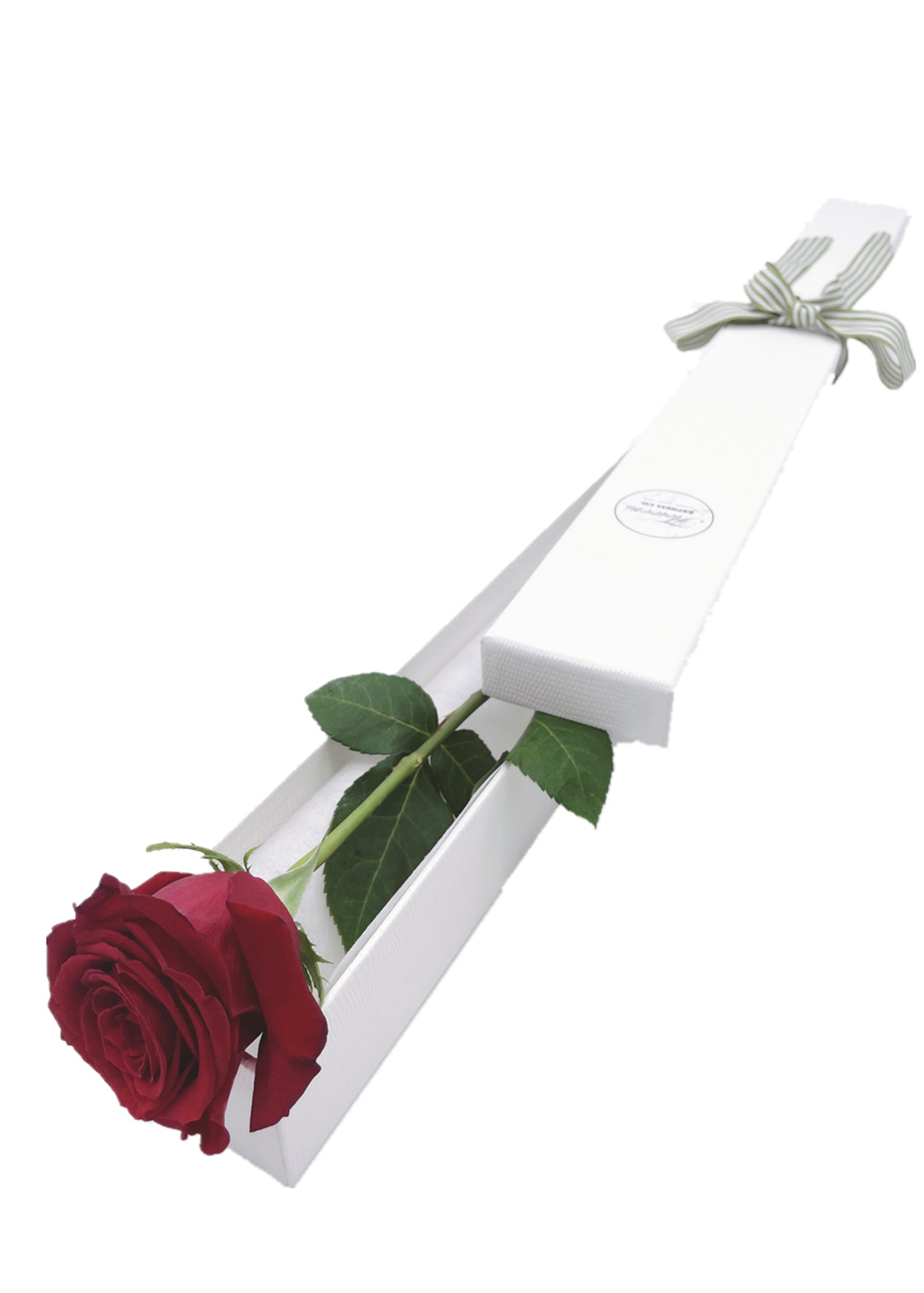 A luxurious white packaging box opens to reveal a stunning red rose; its petals are rich and velvety, and the green ribbon adds a touch of elegance,shot by Flowers Express Co in Melbourne.
