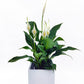 Flower Delivery Melbourne -Same Day Delivery Online Melbourne Florist  -Peace Lily Medium Pot- Flowers Express CO