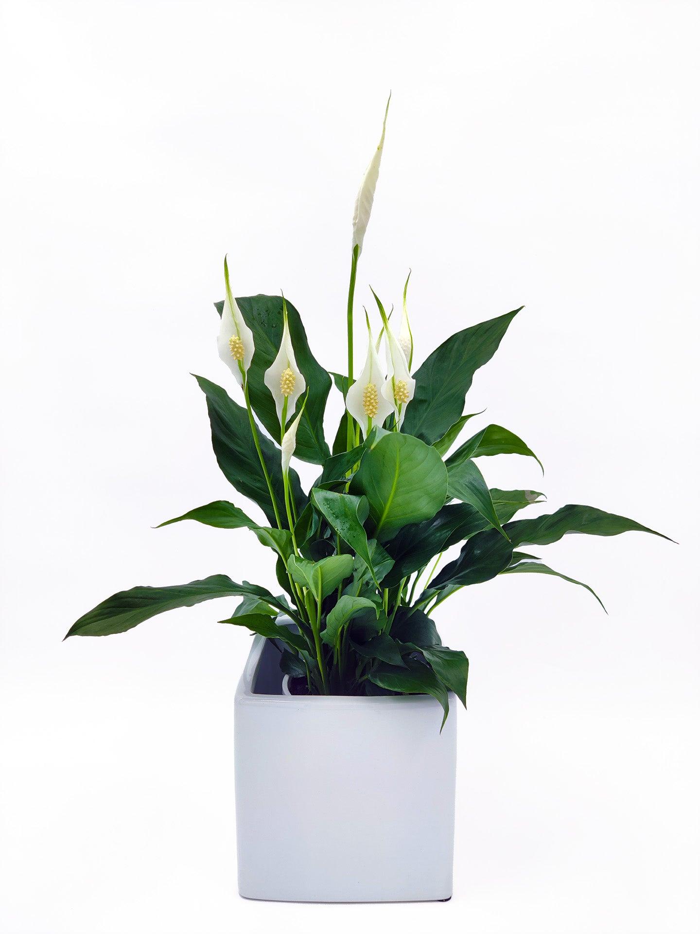 Flower Delivery Melbourne -Same Day Delivery Online Melbourne Florist  -Peace Lily Medium Pot- Flowers Express CO