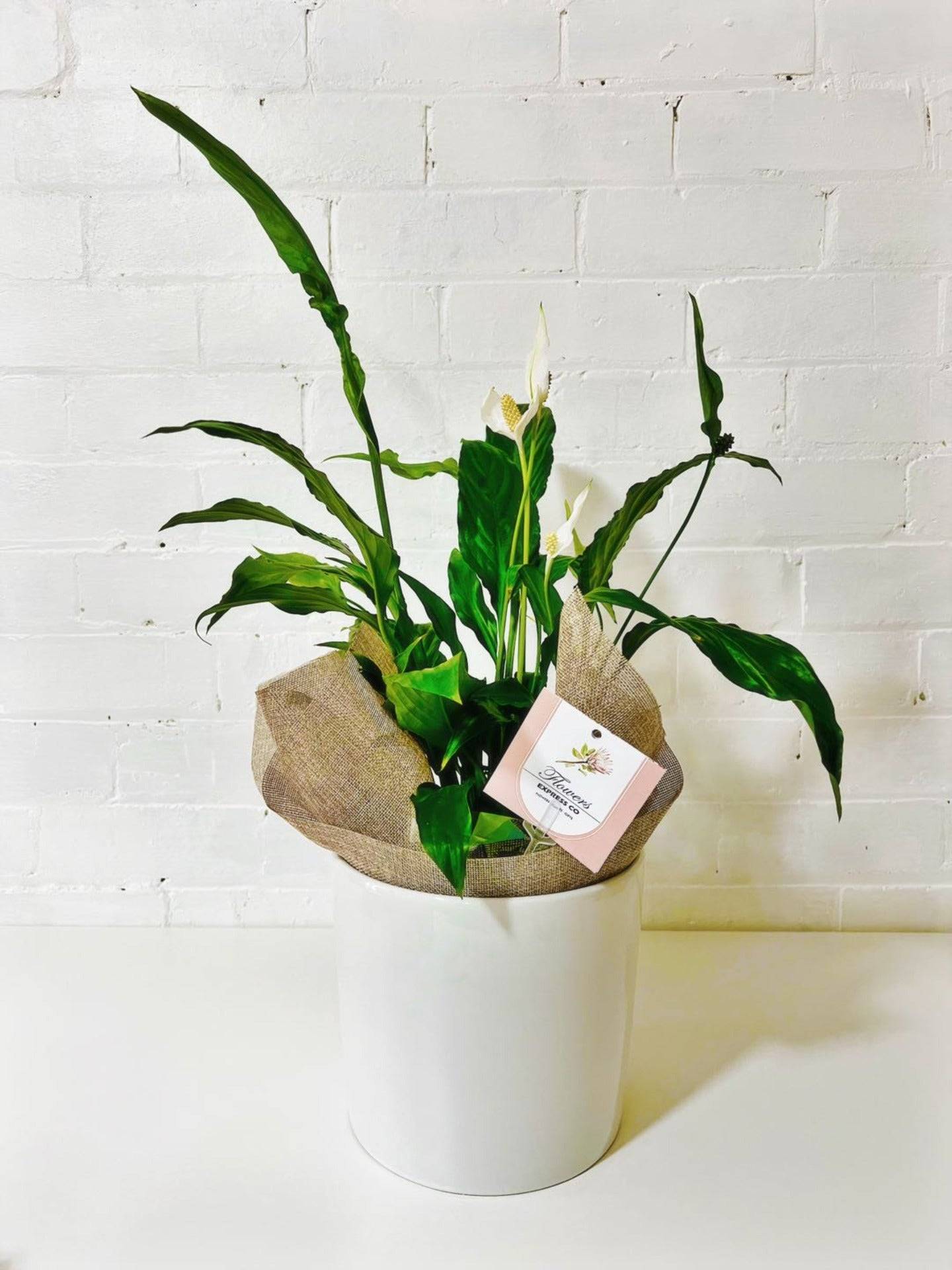 A peace lily, wrapped in brown jute and placed in a white pot. Available in Melbourne.