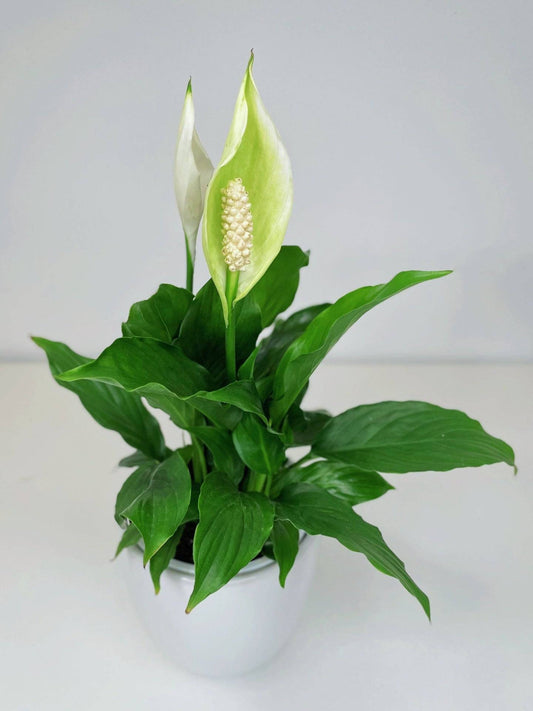 A small peace lily, wrapped in hessian and placed in a white ceramic pot.